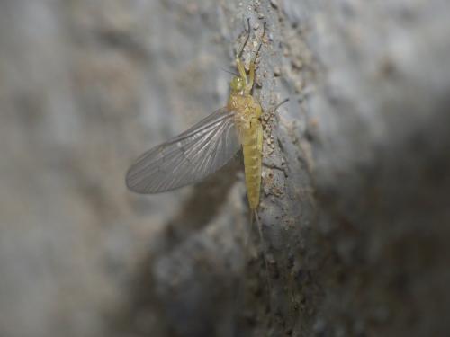 Réf. 277 152 : Baetis sp.